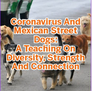 Corona virus and Mexican street dogs: A teaching on diversity, strength and connection